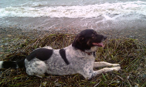 Елена Юркова