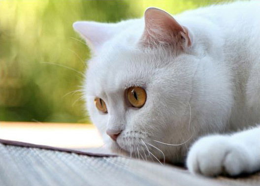 Андрей Кузнецов