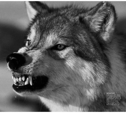 Азат Джумаев