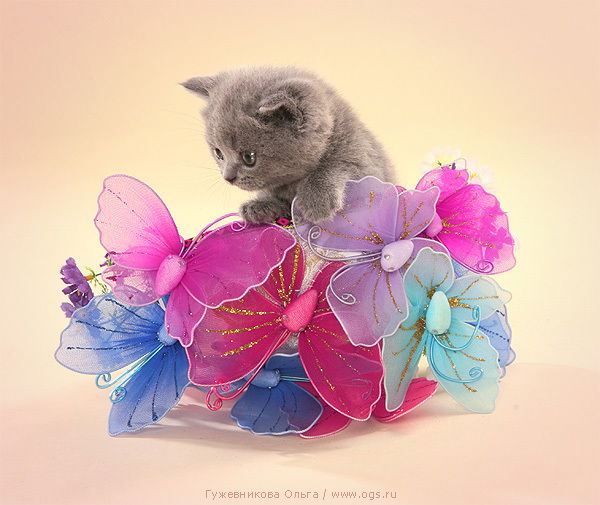 Лаура Абакова