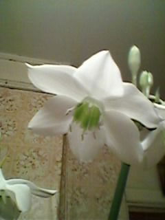 Елена Волкова