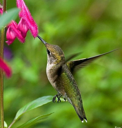 Оля Пилипенко