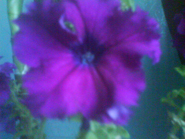 Галина Риттер