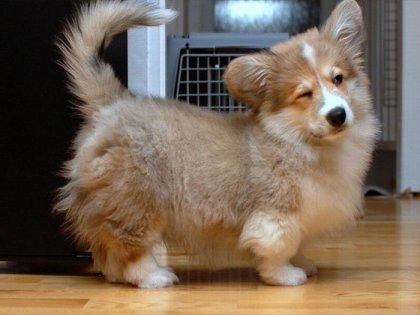 Елена Кичигина