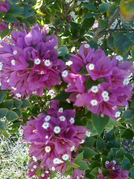 Пантелей Пайнштейн