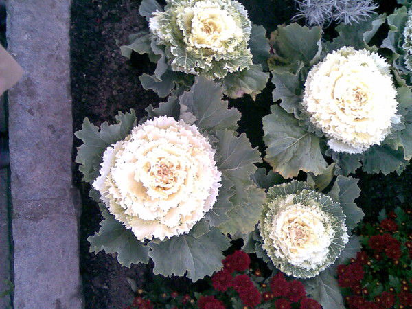 Галина Величко