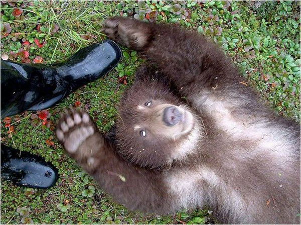 Александр Бадюнов