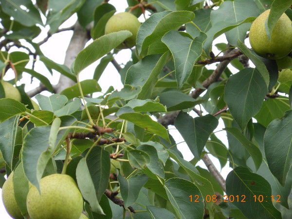 Елена Пичугина