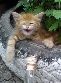 Николай Бaжутин