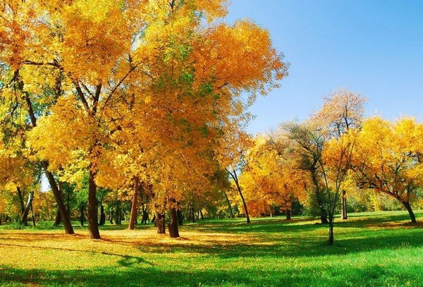 Галина Какаций (Покровская)