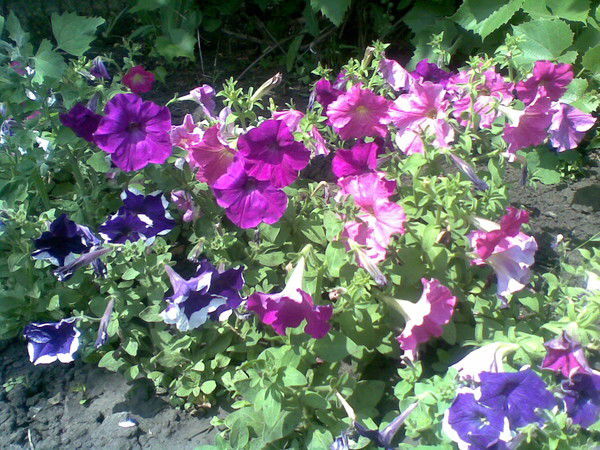 Ирина Ярцева