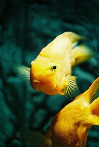 Марья Сыроежкина