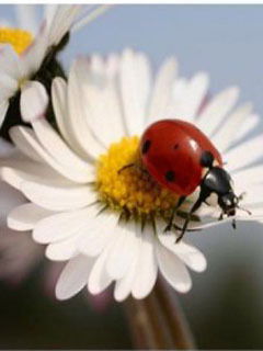 Виктория Соколовская