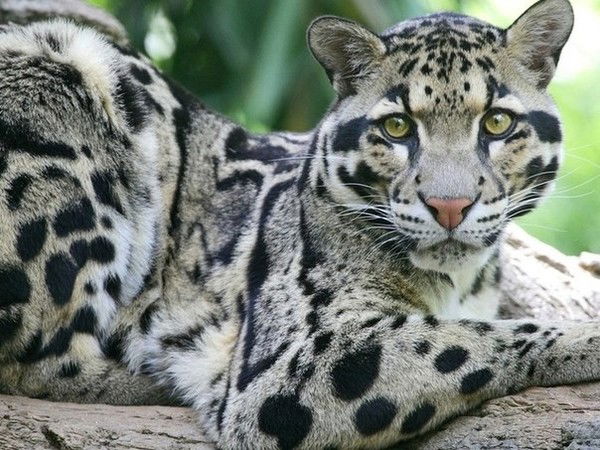 Венера Низамутдинов