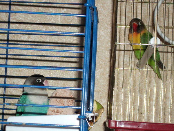 Кеша И Рикки Неразлучники