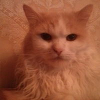 Никита Калашников