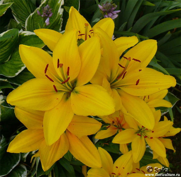 Марина Шамуратова