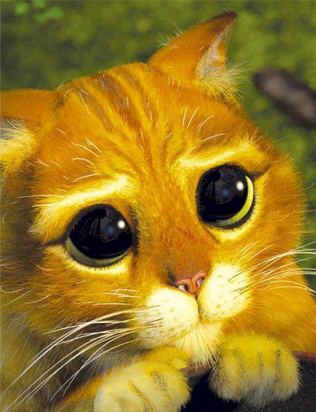 Дамир Абдрафиков