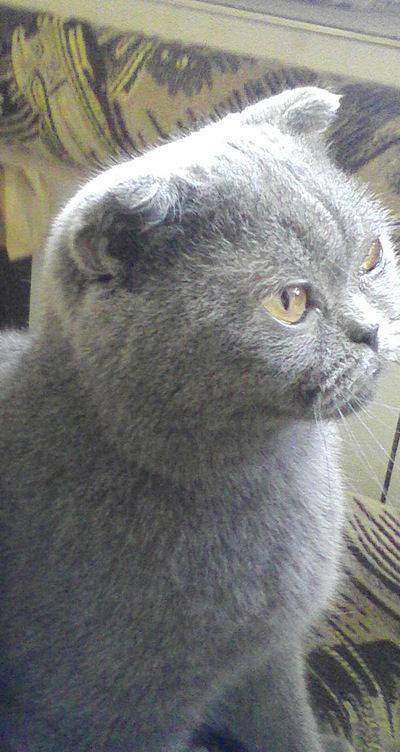 Виталина Голубева