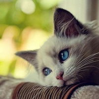 Кирилл Карпович