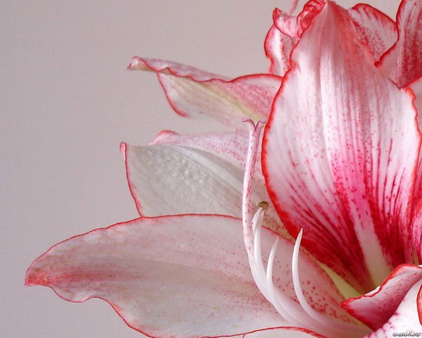 Марина Бетюжнова