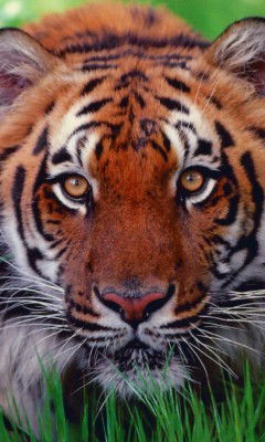 Валера Костниковский