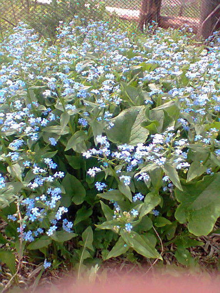 Алена Фадеева