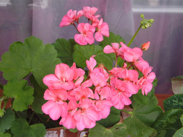 Наталья Кондратьева