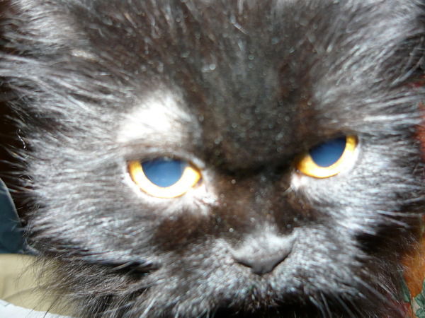 Александр Фоминых