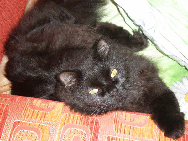 Елена Лянгузова