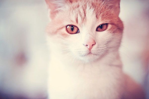 Камилла Давлеева