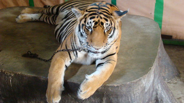 Леонид Савчук