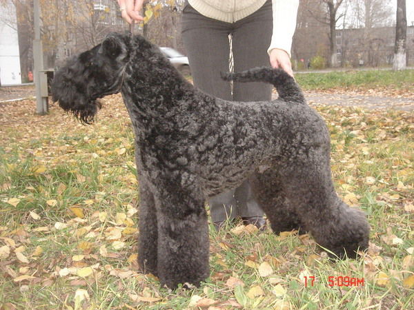 Алексей Проничев