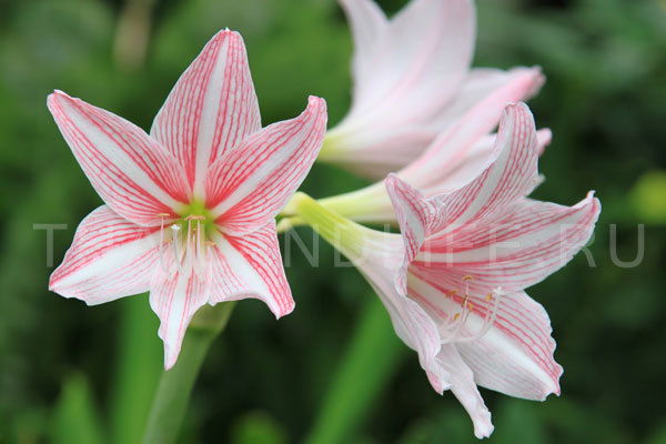 Айжан Ажмолдаева