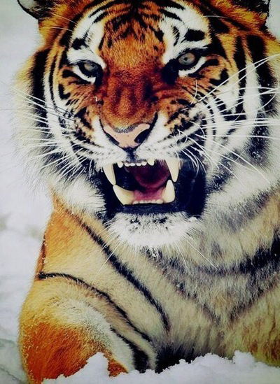 Лесюня Тройнова