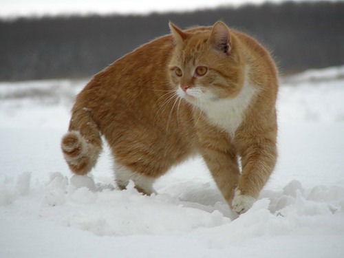 Алексей Негодяев