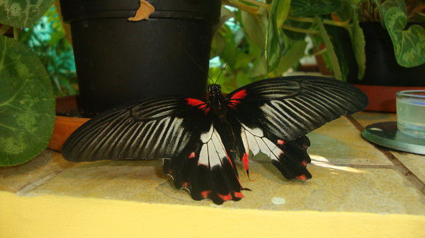 Светлана Кащеева