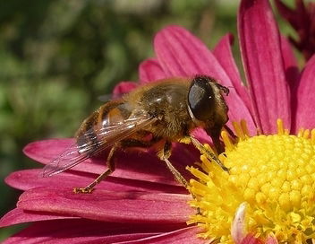 Александр Гуренович