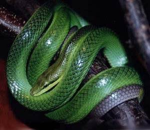 Елена Зарембо