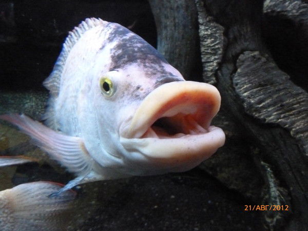 Татьяна Шипило