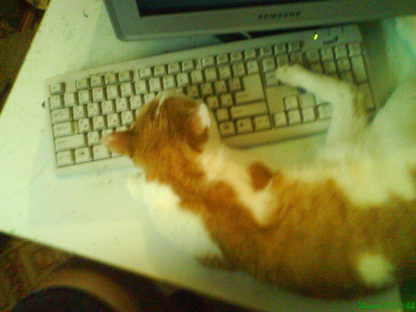 Кот Котофеев