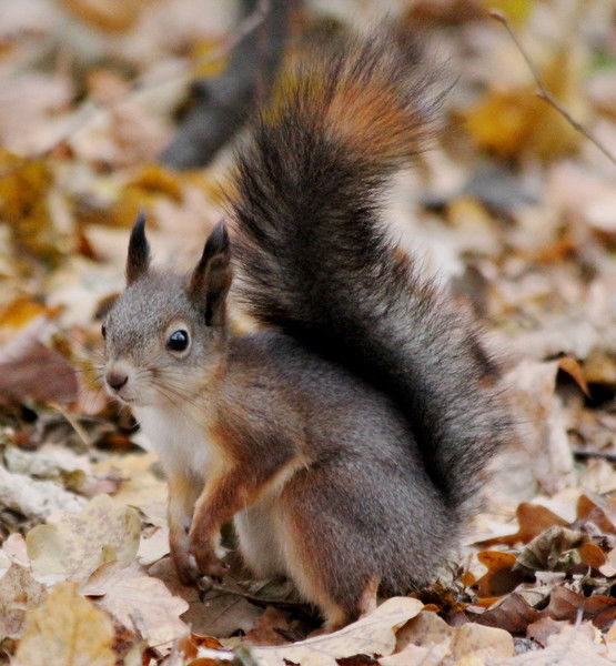 Марина Лопатина