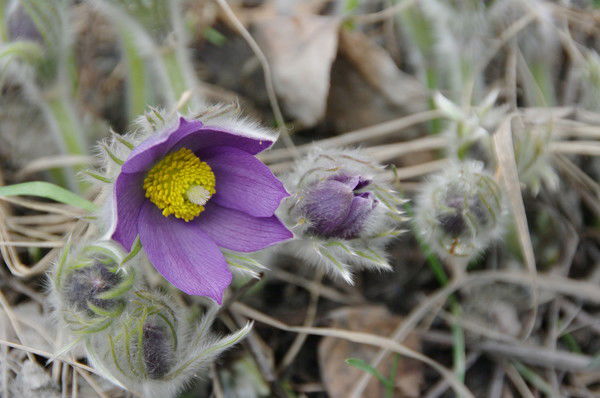 Танзиля Аскарова