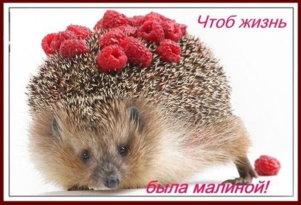 Наталья Брюхина