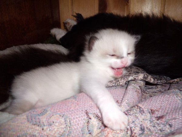 Юлия Родичева