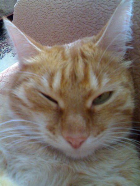 Рыжий Кот