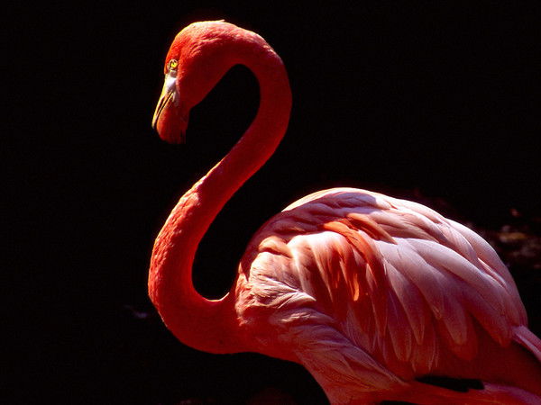 Гульсина Мулыкова