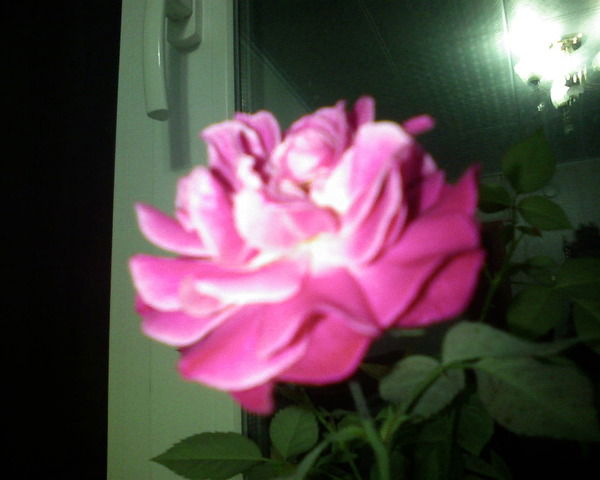 Роза Гайнитдинова