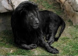 Ирина Нестеренко