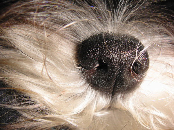 Гульназ Кадырова